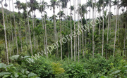 20 cent land for sale in Panamaram