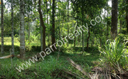 50cent land for sale in Kenichira