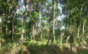 50 cent land for sale in Neerittadi ( Panamaram ). 