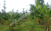 6.75 acre agricultural land for sale in Mullankolli(Pulpalli). 