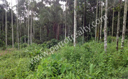 10 cent house plot for sale in Cheengodu(Near Nadavayal).