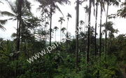 2.30 acre land for sale in near Kenichira.