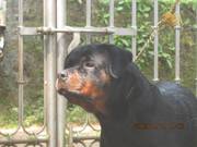 rottweiler female (importe line) for sale cont 9947161902
