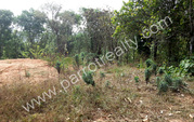 15 cent house plot for sale in near Manathavady. 