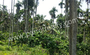 1.50 acre land for sale in near Kenichira