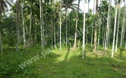 80 cent land for sale in near Kenichira. 