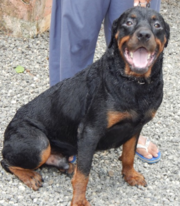 Top quality Rottweiler male for sale.