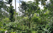 1 acre land with house for sale in Valayal (Kenichira).