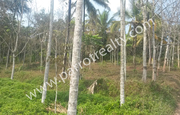 30 cent Land for sale in Near Cheengodu.wayanad