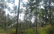 30 cent land for sale in Near Cheengodu (wayanad). 