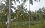 40 cent land with 60 cent paddy for sale in near Nadavayal .