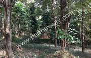 80  cent water frontage land for sale in Padinjarathara.