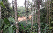 10 cents dam view property for sale in near Banasura Sagar dam.