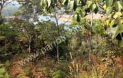 4 acre land for sale in Near Banasura Sagar Dam.