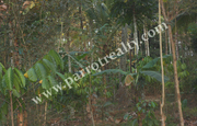 10 cent house plot for sale in near Nadavayal.