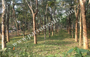 25 cent house plot for sale in Cheengodu. wayanad