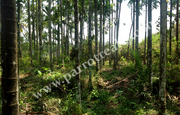 40 cent land for sale in Karapuzha Dam.wayanad