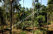 1.50 acre land for sale in Near Nadavayal