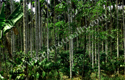 2.50 acre land in Karapuzha Dam