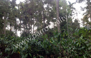 1.50 acre land in near Kakkavayal.