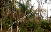 10 cent house plot for sale in Nadavayal