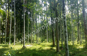 2.50 acre land for sale in Near Nadavayal. wayanad