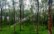 3 acre land for sale in Near Nadavayal.