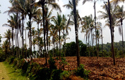 1.50 acre land  for sale in Anjukunnu.wayanad