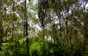 40cent land for sale in Near Kenichira. wayanad