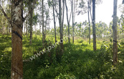 7 acre land for sale in Cheengodu.wayanad