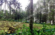 50cent house plot for sale in  near Cheengodu .wayanad