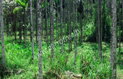 1.50 acre land  for sale in near nadavayal.wayanad