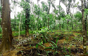 20cent land for sale in Dwaraka(mananthavady). wayanad