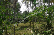 40cent house plot for sale in  near Vazhavatta.wayanad