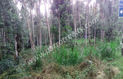 10 cent land for sale in near Areapally(pulpally)