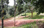 1.14acre house plot for sale in near mananthavady