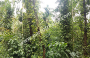 1.25acre land for sale in near Manalvayal.wayanad