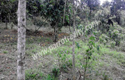 80cent house plot for sale in near Tharuvana.wayanad