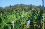 3acre land for sale in Irumanathur near Kunhome. wayanad