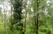 1 acre plot for sale in near koleri.wayanad