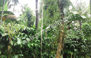 20cent land for sale in near Kenichira.wayanad