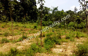 50 cent land for sale in Naikuppa .wayanad