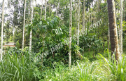 2acre land with house for sale in Manalvayal.wayanad