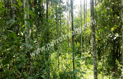 1.50 acre land for sale  near bathery.wayanad