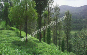 10.5acre land for sale in Mananthavady. wayanad