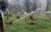 75 cent land for sale near kenichira .wayanad