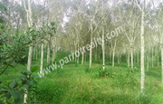 3acre land  for sale in koleri.wayanad