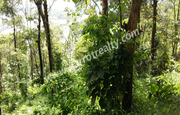 Water frontage land for sale near Padinjarathara. wayanad