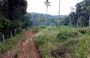 3.5acre land for sale in 5'th mile.wayanad