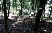 1acre land for sale near Mandad .wayanad